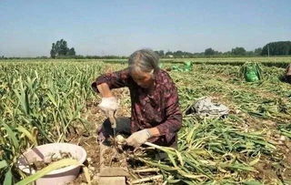 社員網打通供銷環節“任督二脈”，助力電商扶貧產業升級——聚焦家禽家畜產業