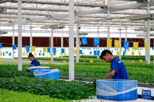 甬庫合作產(chǎn)業(yè)援疆 戈壁灘上開出現(xiàn)代農(nóng)業(yè)之花