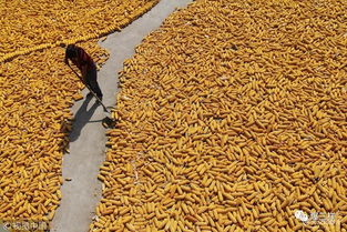 鄉(xiāng)村振興新舉措 東營率先啟動(dòng)農(nóng)民職稱評審，家禽家畜養(yǎng)殖能手可申報(bào)